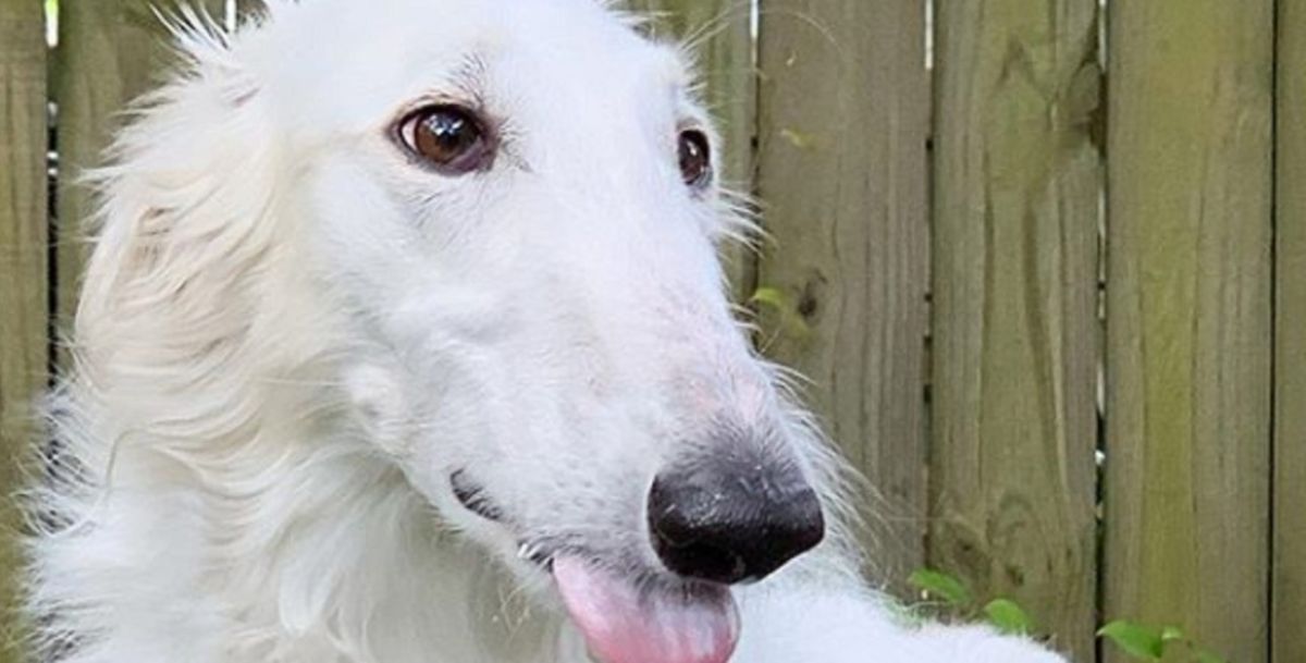 fluffy white borzoi looking to the side