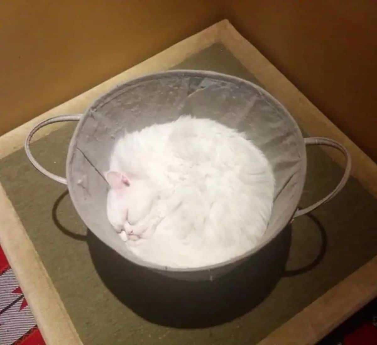 fluffy white cat laying inside a grey wok