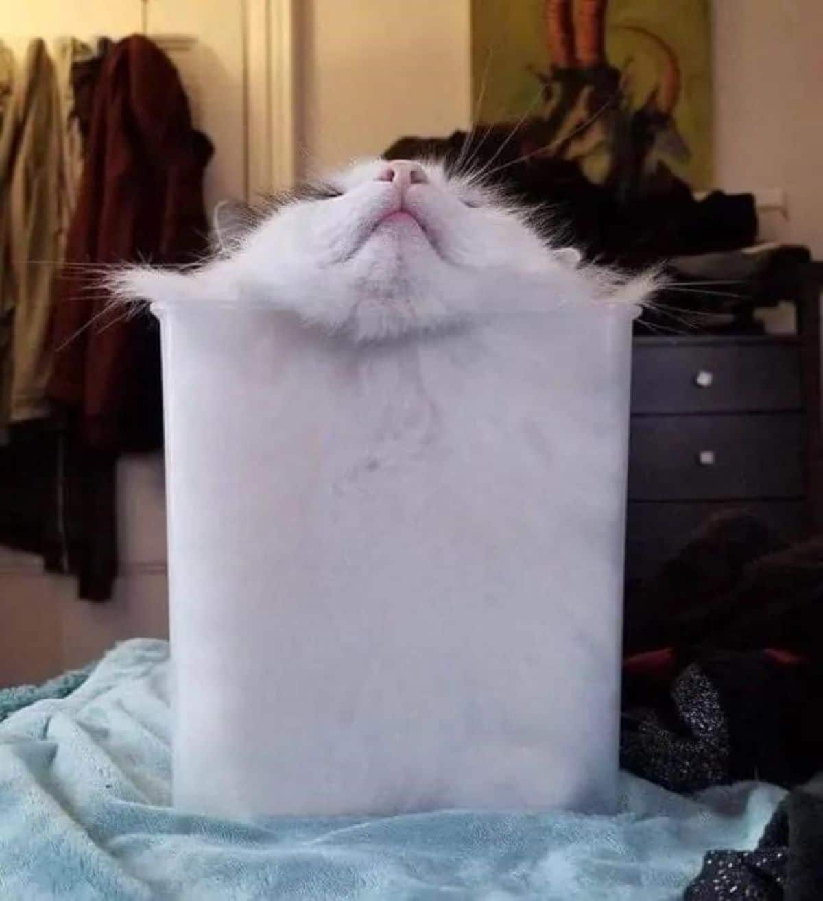 fluffy white cat laying inside a transparent plastic cup