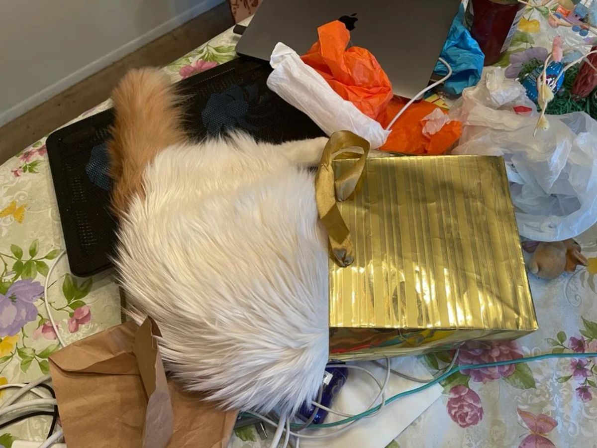 fluffy white cat with orange tail laying on a bed with lots of stuff and the cat's head is inside a gold gift bag