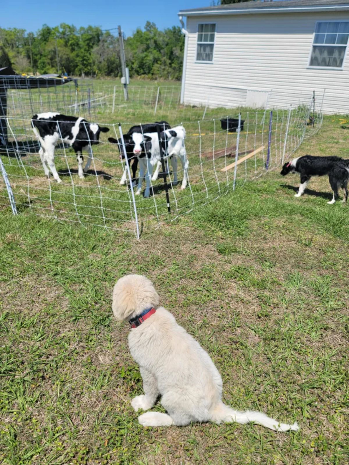 fluffy white dog and black and white dog standing outside a fenced-in area holding black and white calves