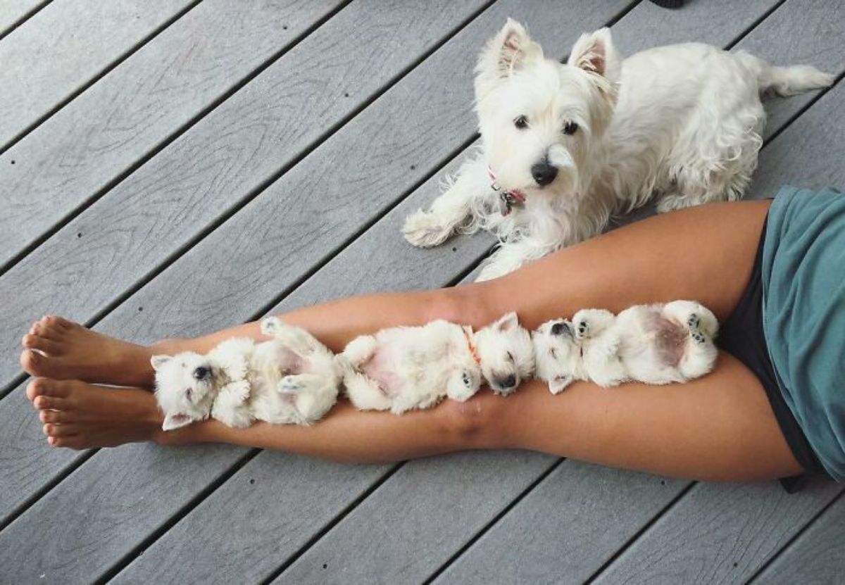 fluffy white dog laying on a porch next to someone laying their legs outstretched with 3 white puppies on the legs