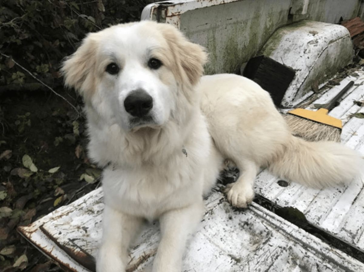fluffy white dog laying on a white wooden surface