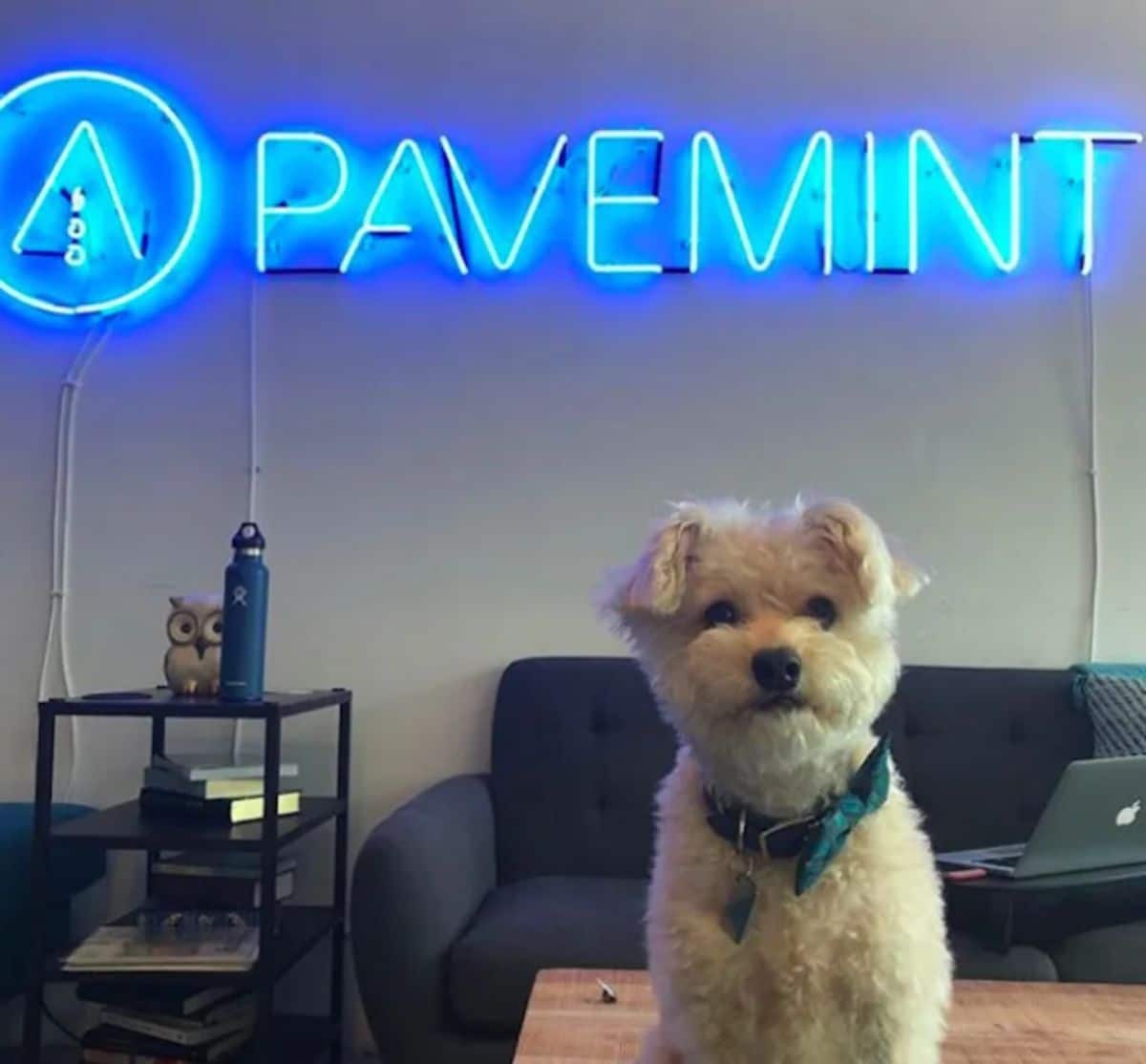 fluffy white dog sitting on a table with a light sign behind saying PAVEMENT