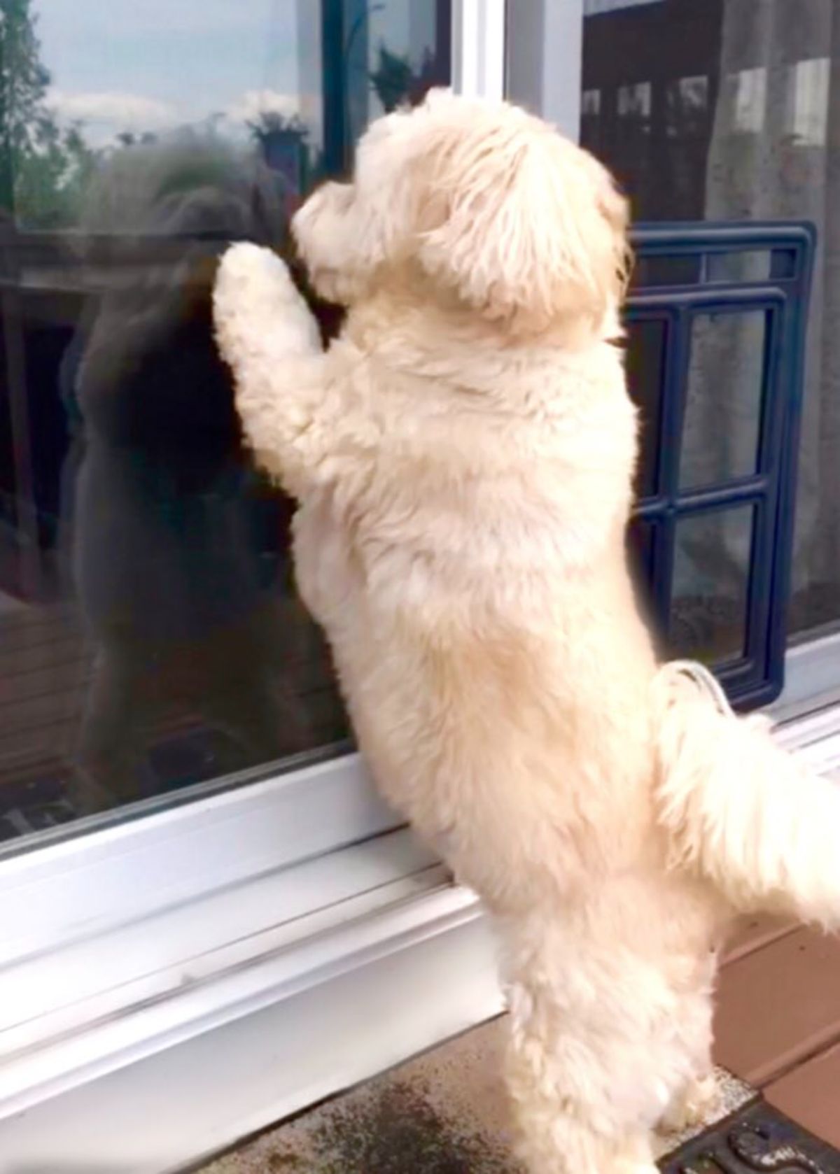 fluffy white dog standing on hind legs looking in through a glass door