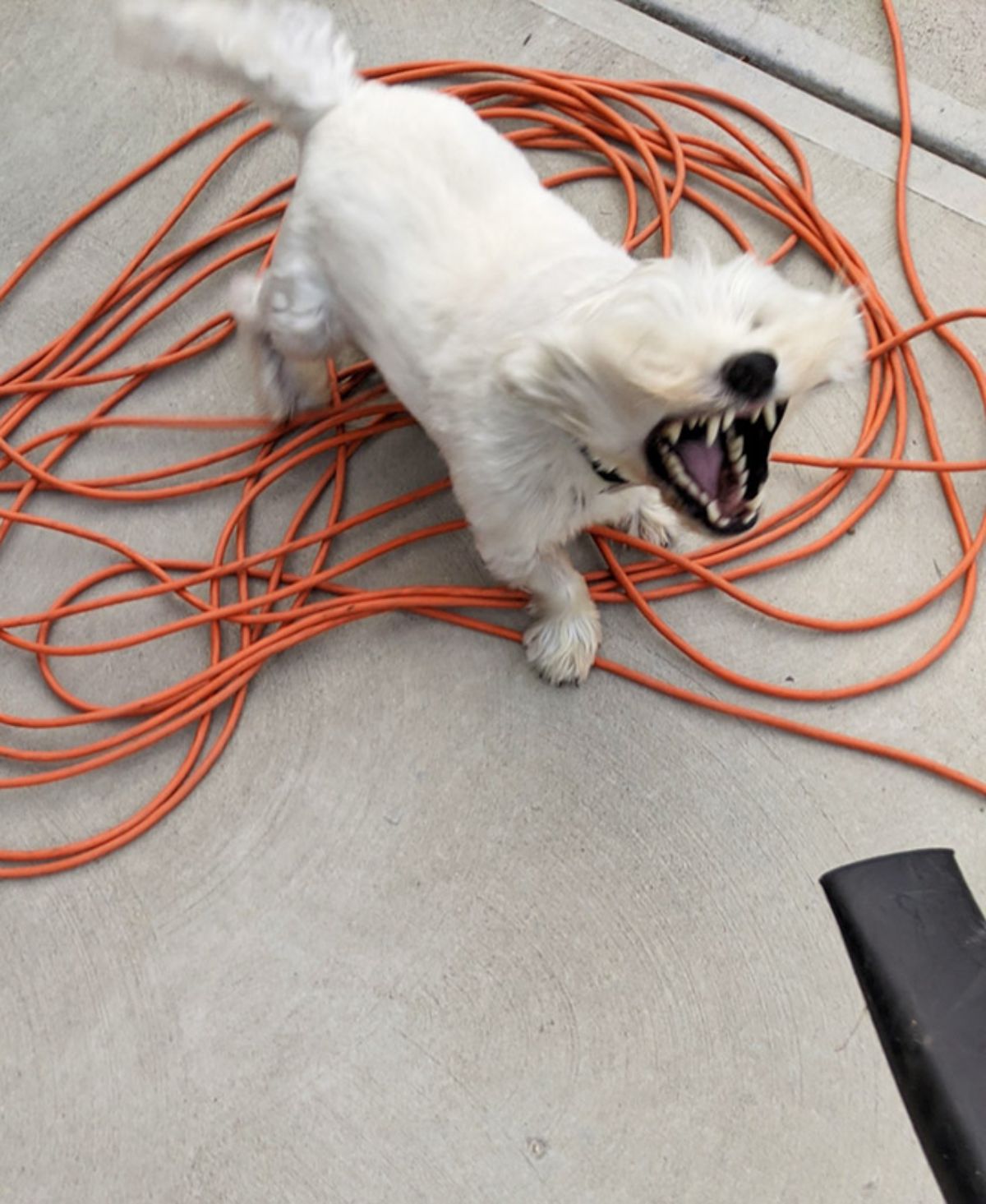 fluffy white dog standing on orange wires with the mouth open