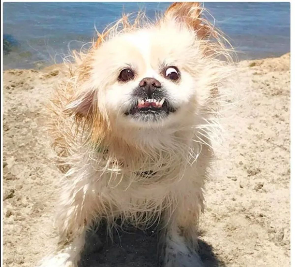 fluffy white dog with an underbite on a cliff