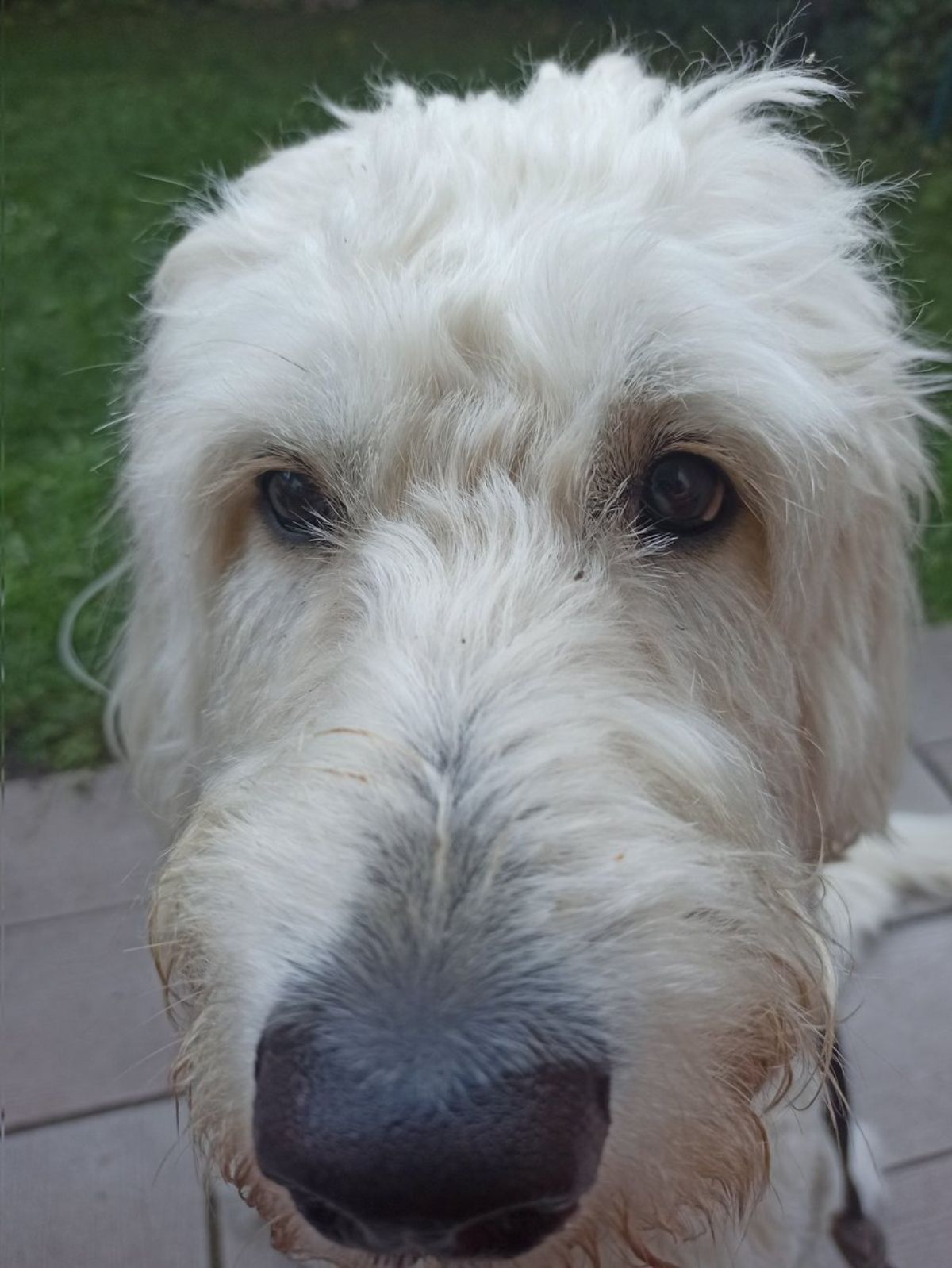 fluffy white dog with the nose close to the camera