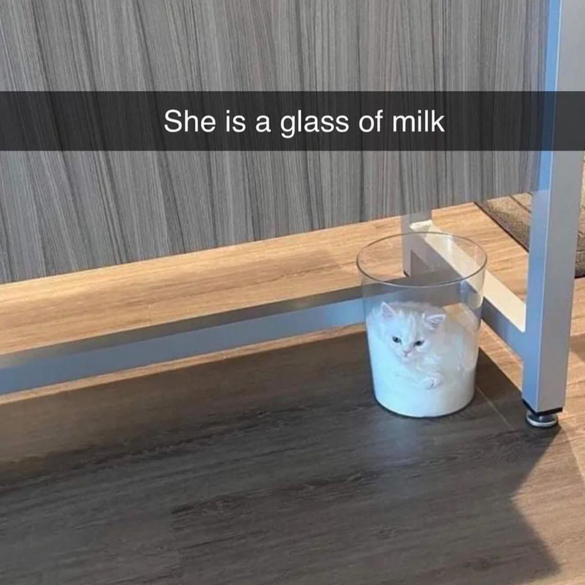 fluffy white kitten laying inside a glass with the caption saying She is a glass of milk