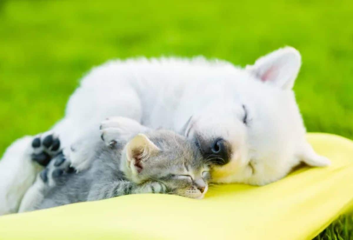 fluffy white puppy sleeping cuddled with a grey tabby kitten