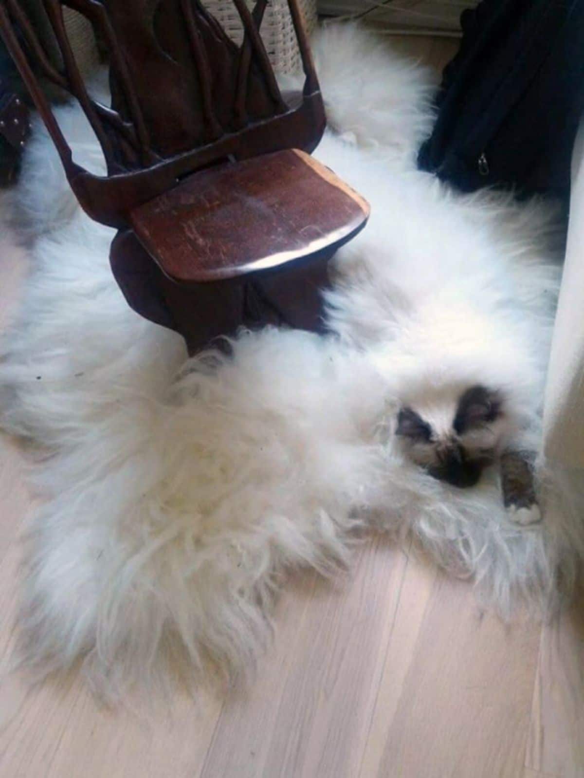 fluffy white siamese cat laying on a very fluffy white rug