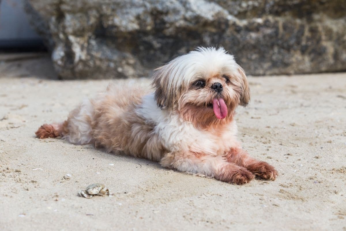 Ligh brown fluffy small dog with tongue out lying on sand