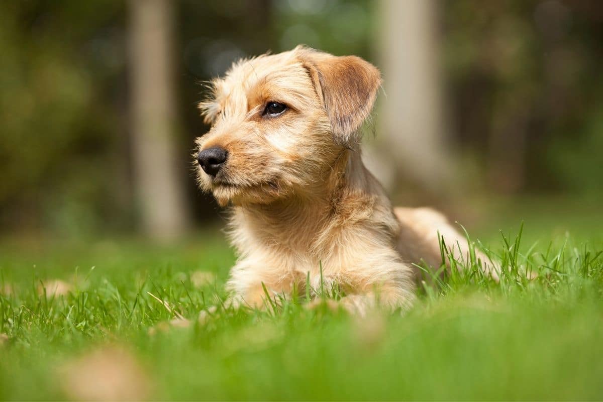 Fluffy brown small dog lying on green grass