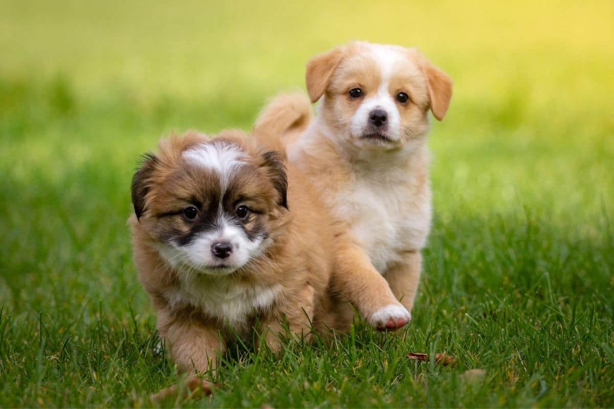Two brown-white puppies standing on  green grass