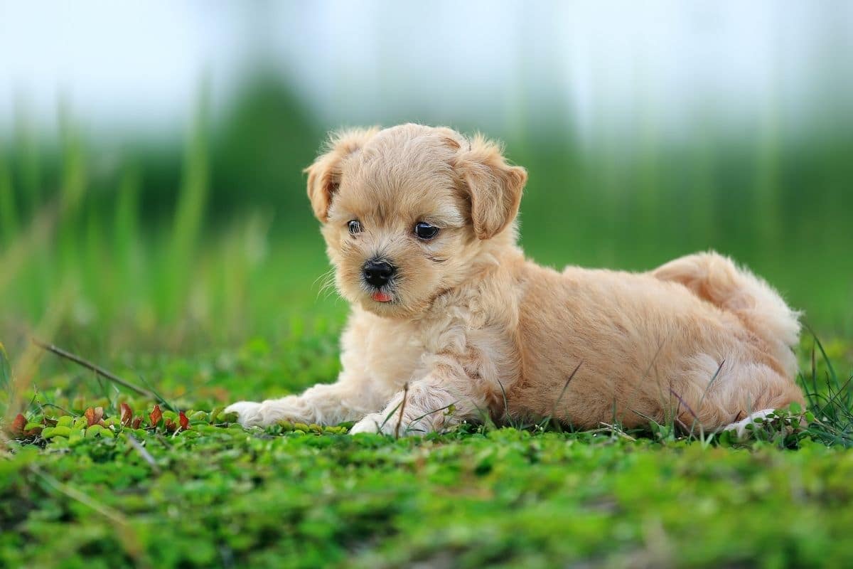 Brown small puppy lying on meadow