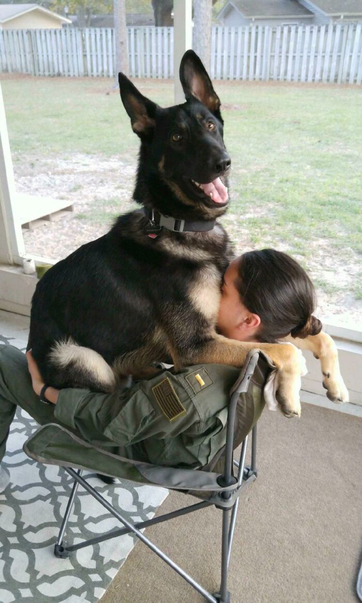 german shepherd laying on a woman sitting on a chair