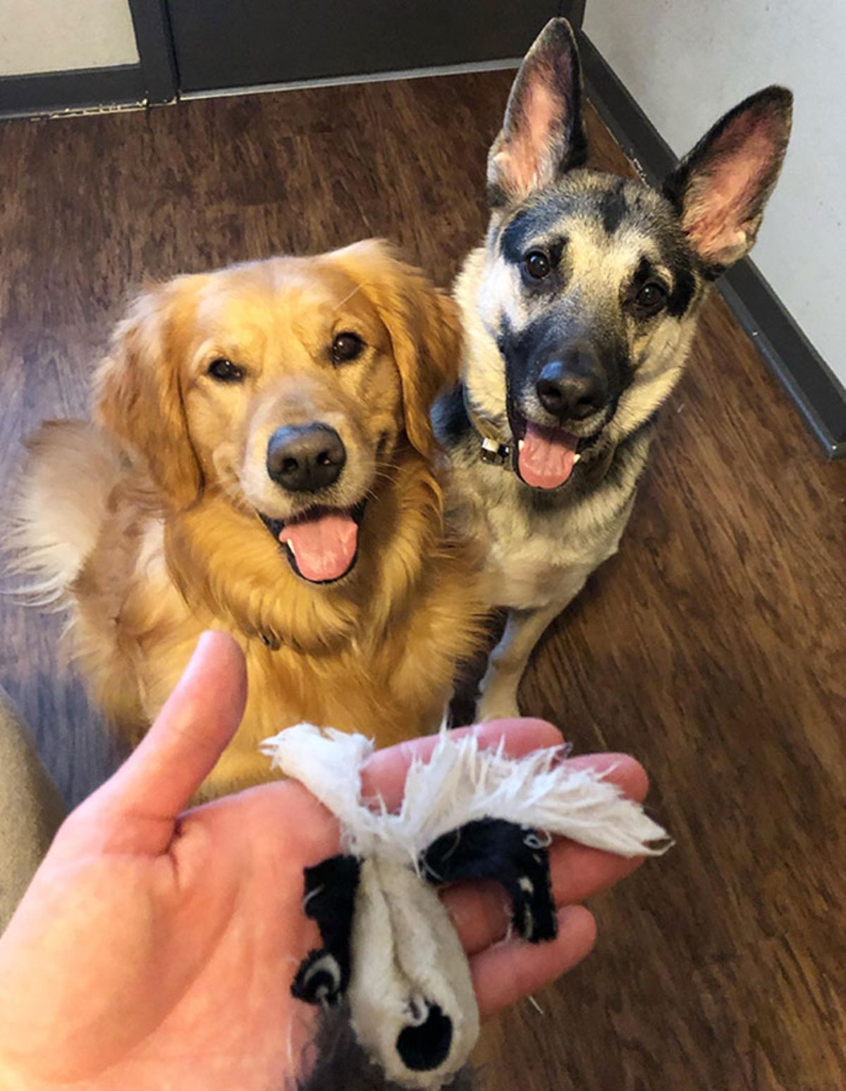 golden retriever and german shepherd sitting on the floor with someone holding up a black and white torn raccoon stuffed toy