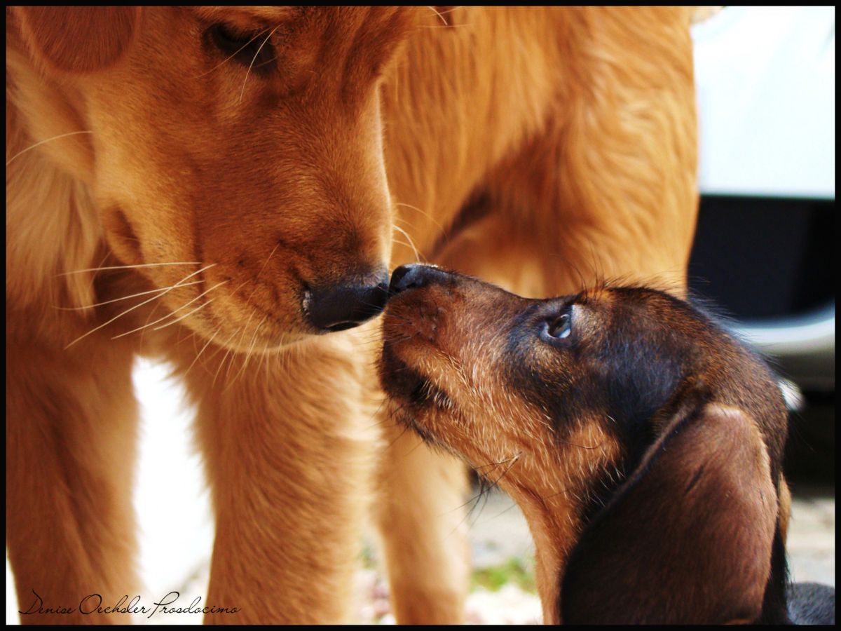 golden retriever and small brown and black dog touching noses