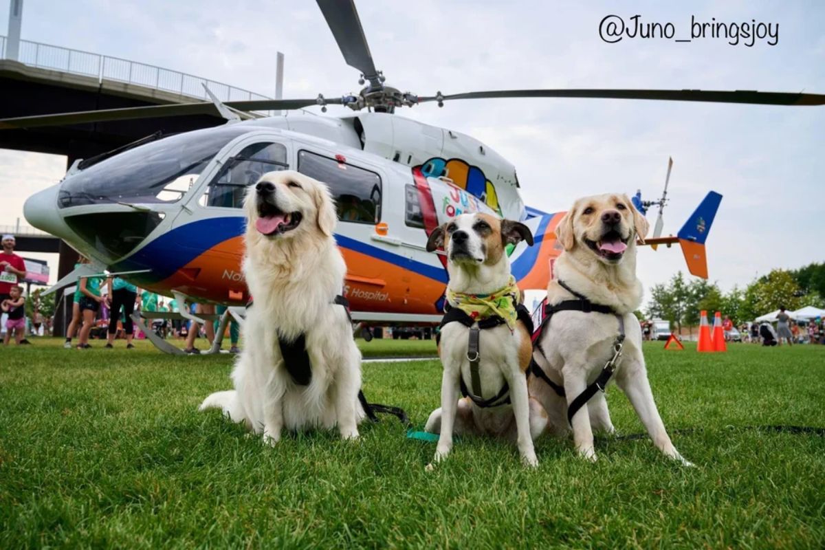 golden retriever, brown and white dog and yellow labrador retriever wearing harnesses and leashes sitting on grass in front of a white blue and orange helicopter