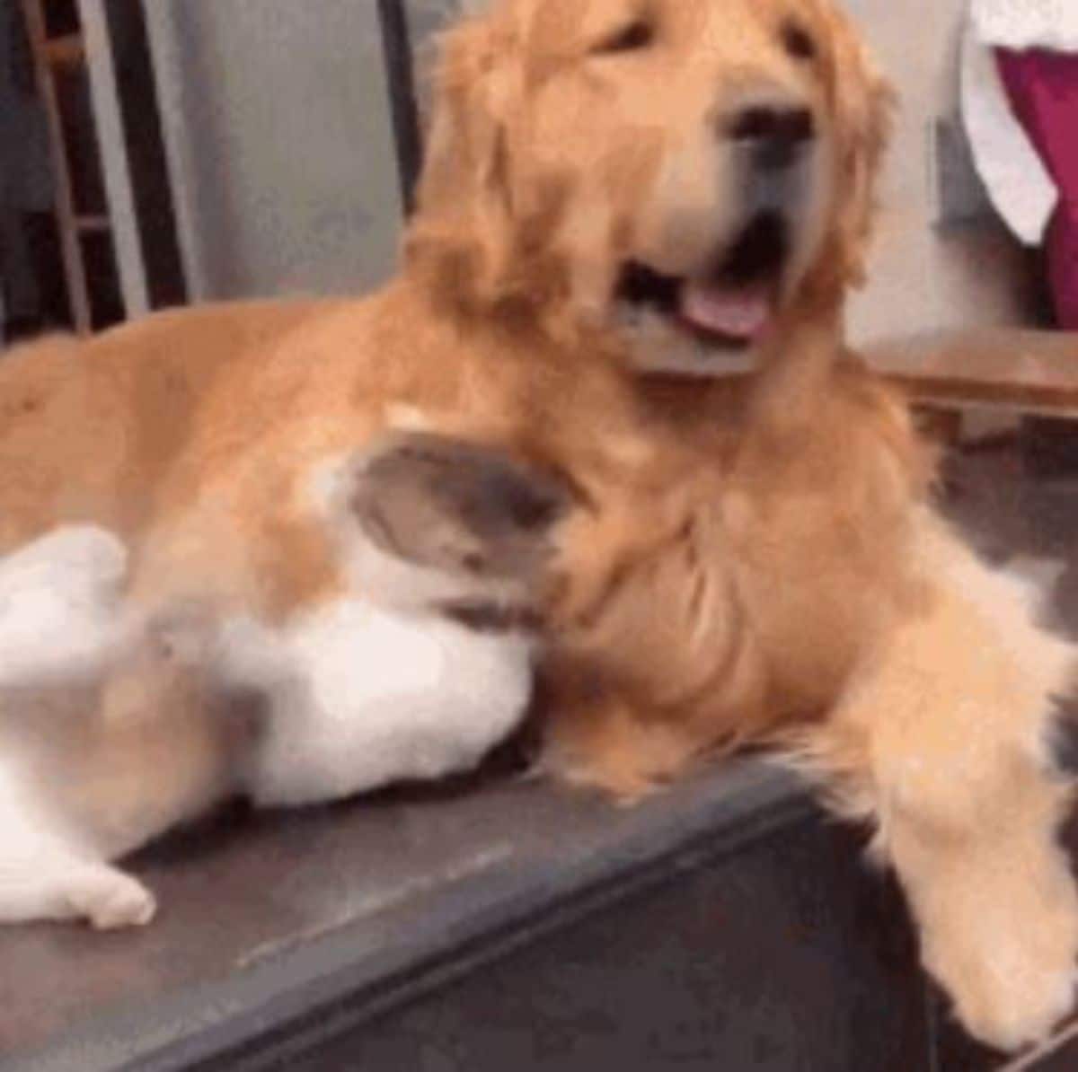 golden retriever forcibly hugging a white and grey cat