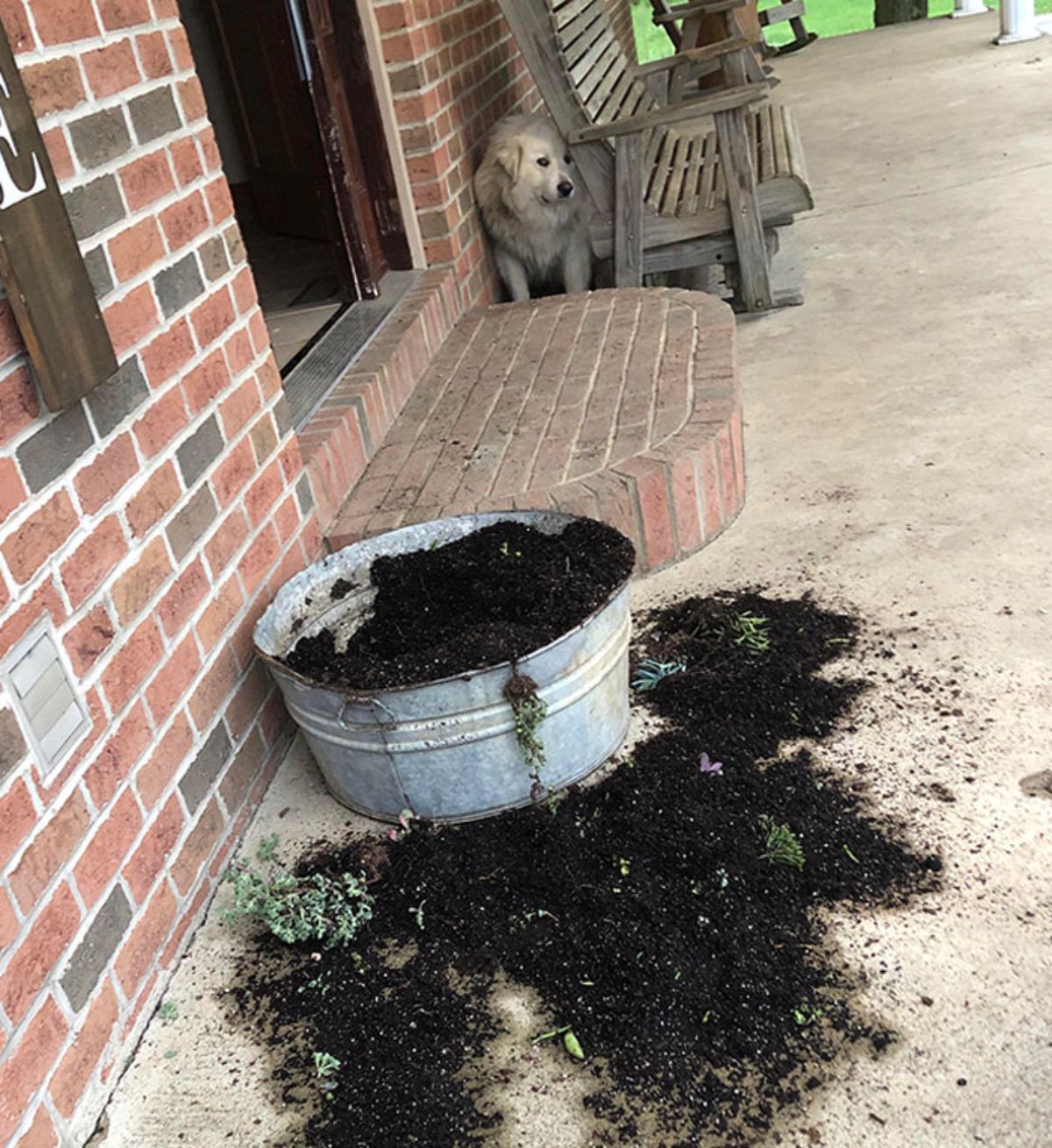 golden retriever hiding behind a wooden bench with a large silver bucket filled with soil with soil and plants on the floor around it