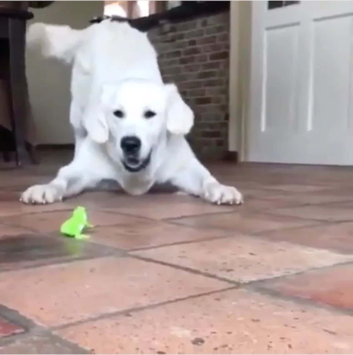 golden retriever in front of a green wind-up toy frog