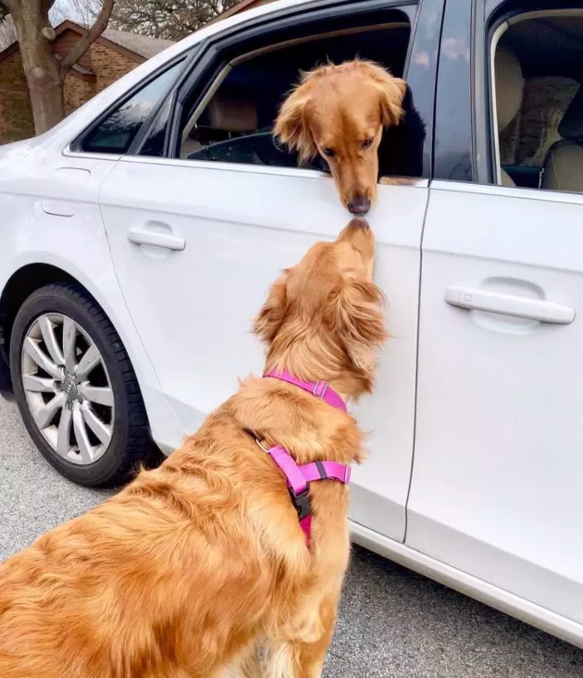 golden retriever inside a white car reaching head out to boop another golden retriever outside the car