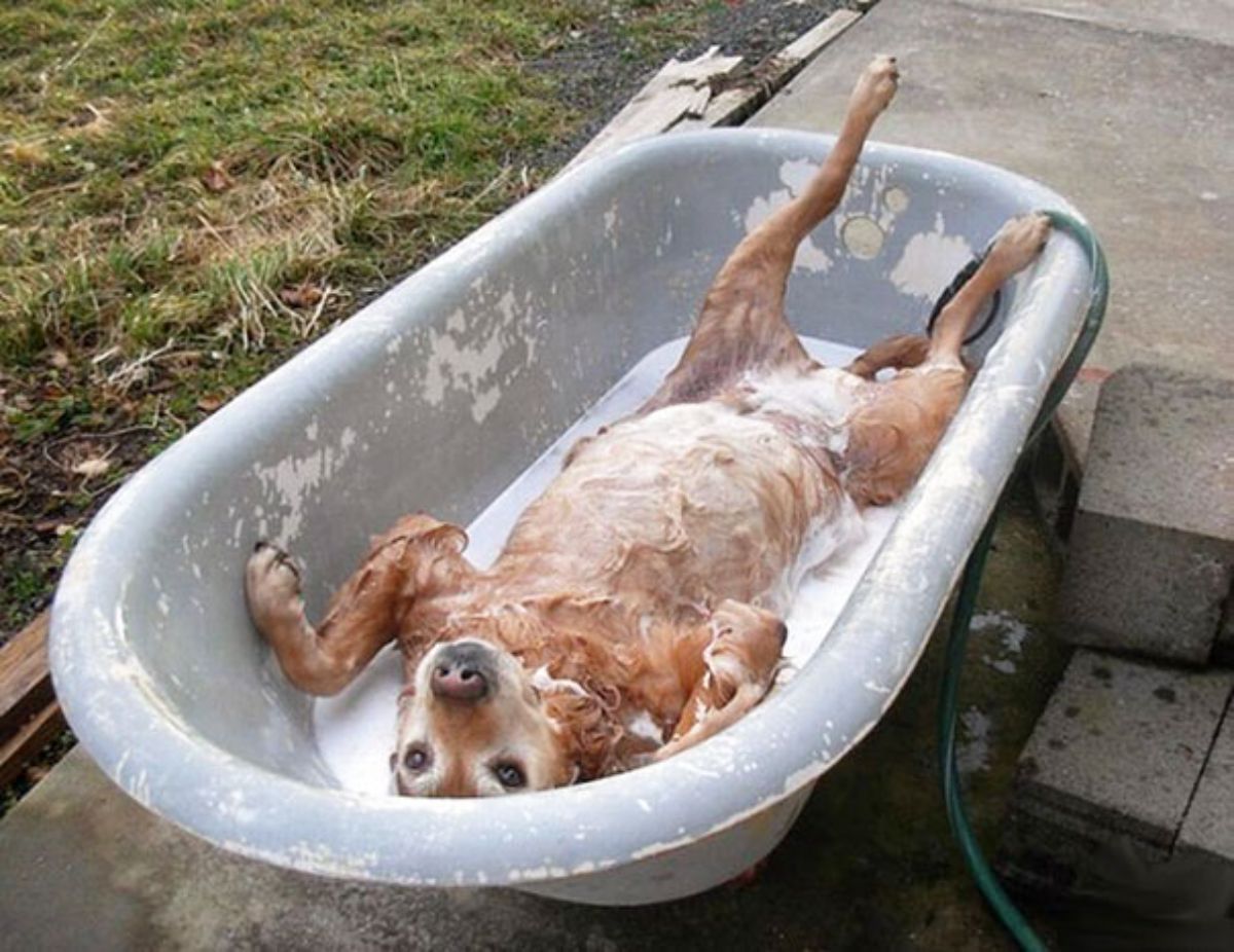 golden retriever laying belly up in a green bathtub outside and covered in soap suds