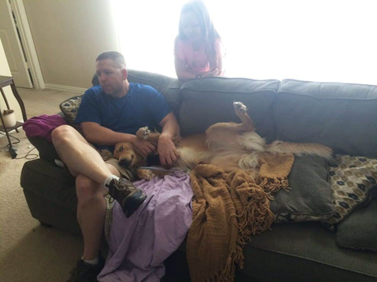golden retriever laying belly up on a couch with the head on a man's lap