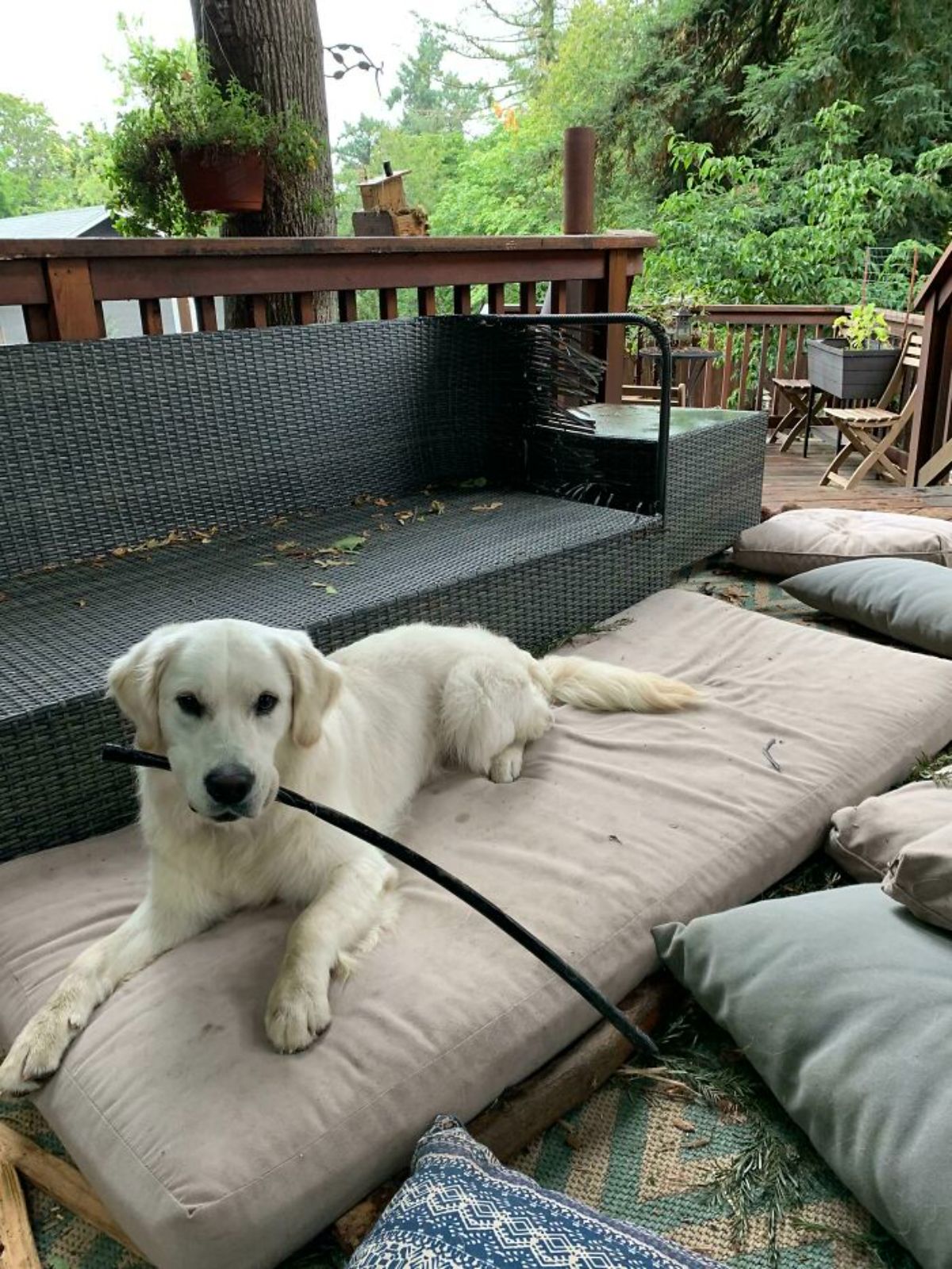 golden retriever laying on a cushion with destroyed outdoor furniture with a pipe from underground irrigation system in its mouth