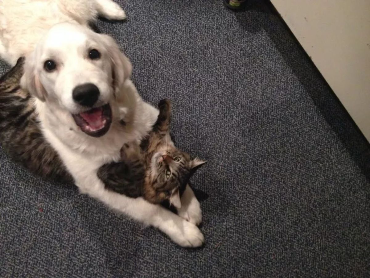 golden retriever laying on a grey tabby cat who's laying belly up