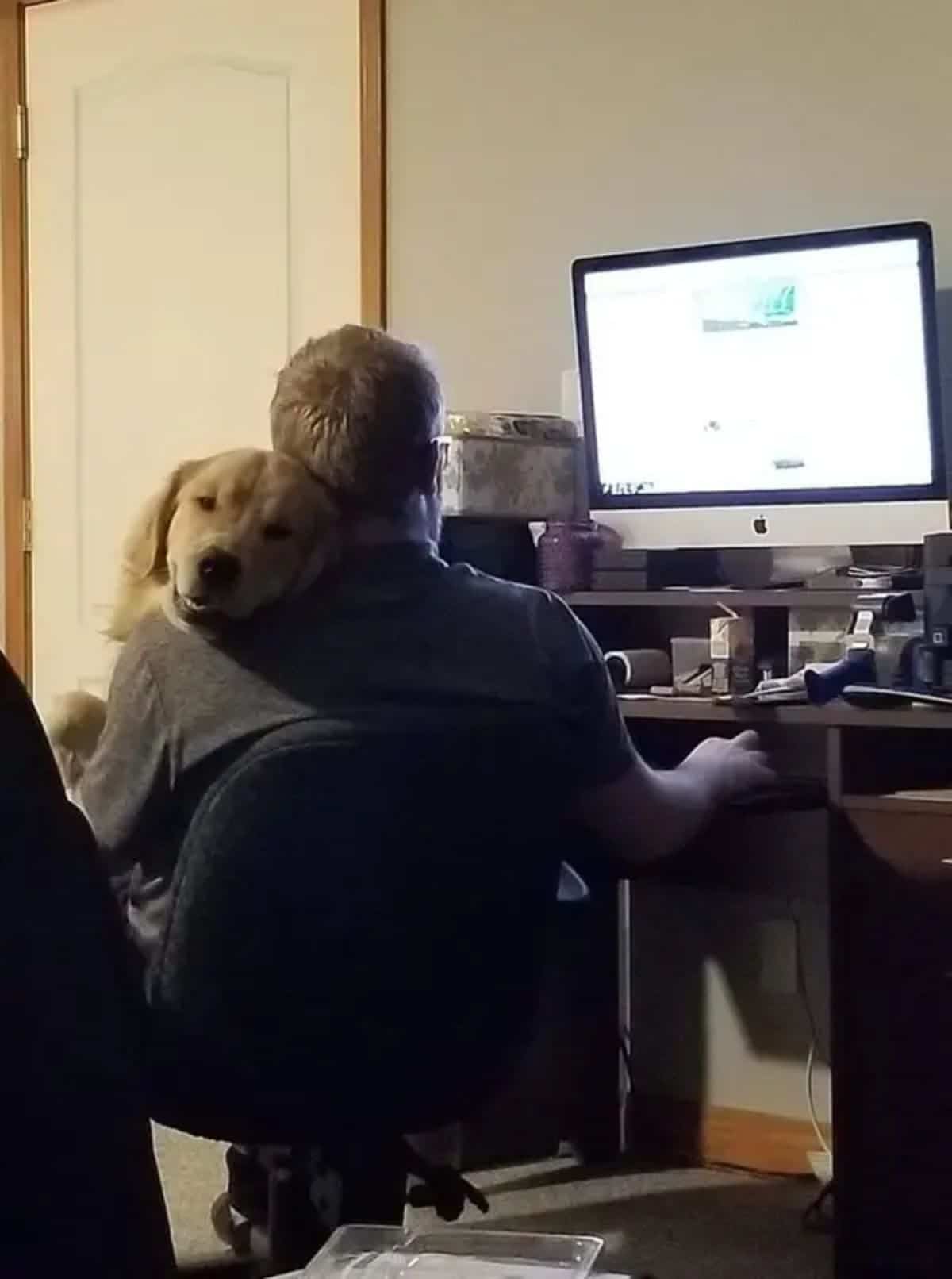 golden retriever laying on a man sitting on a chair and working on a computer