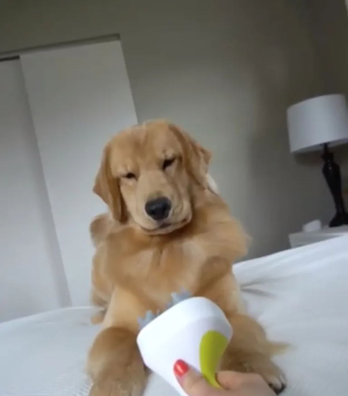 golden retriever laying on a white bed looking angry at a white and green head massager someone holding in front of the dog