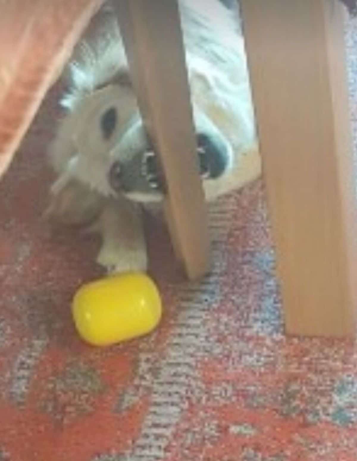 golden retriever laying on the floor and chewing on a brown wooden table leg