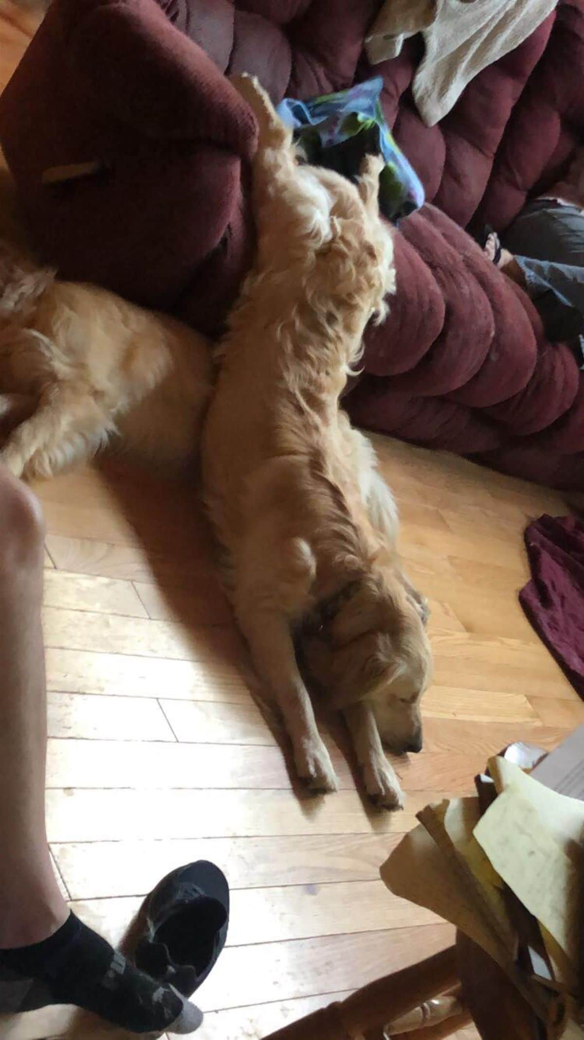 golden retriever laying on the floor with the back legs on a red sofa and another golden retriever laying nearby