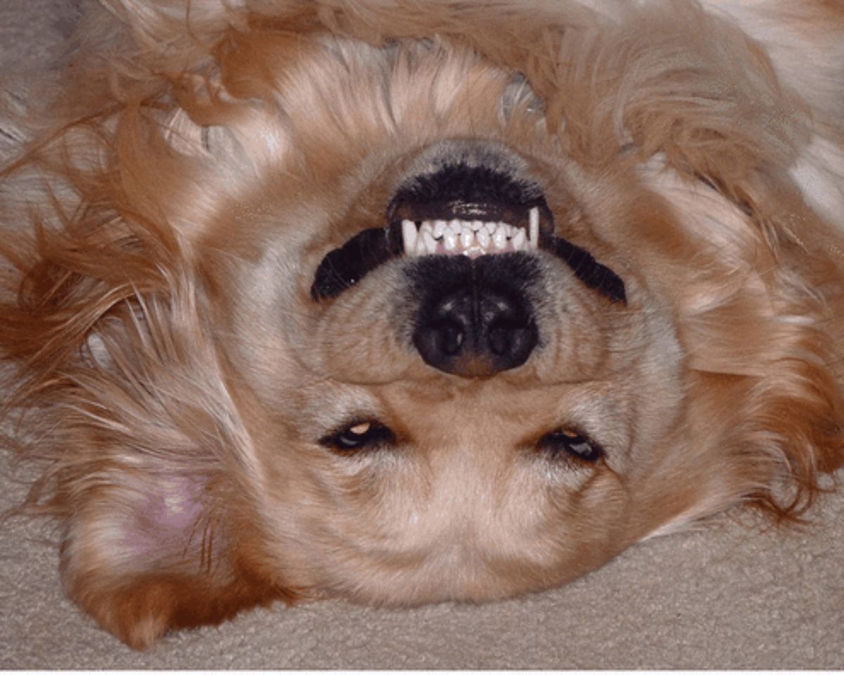 golden retriever laying belly upside down and smiling with the teeth showing