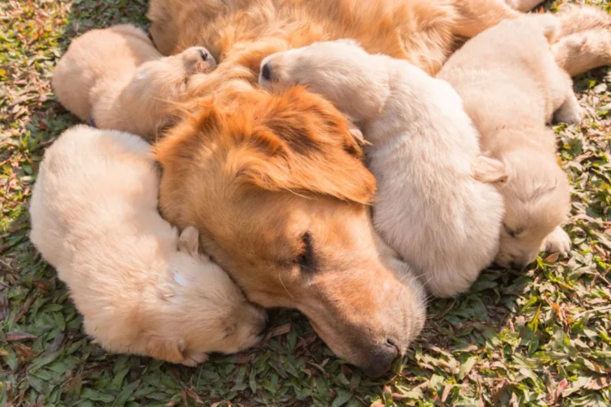 golden retriever mum sleeping with 4 puppies sleeping around her head
