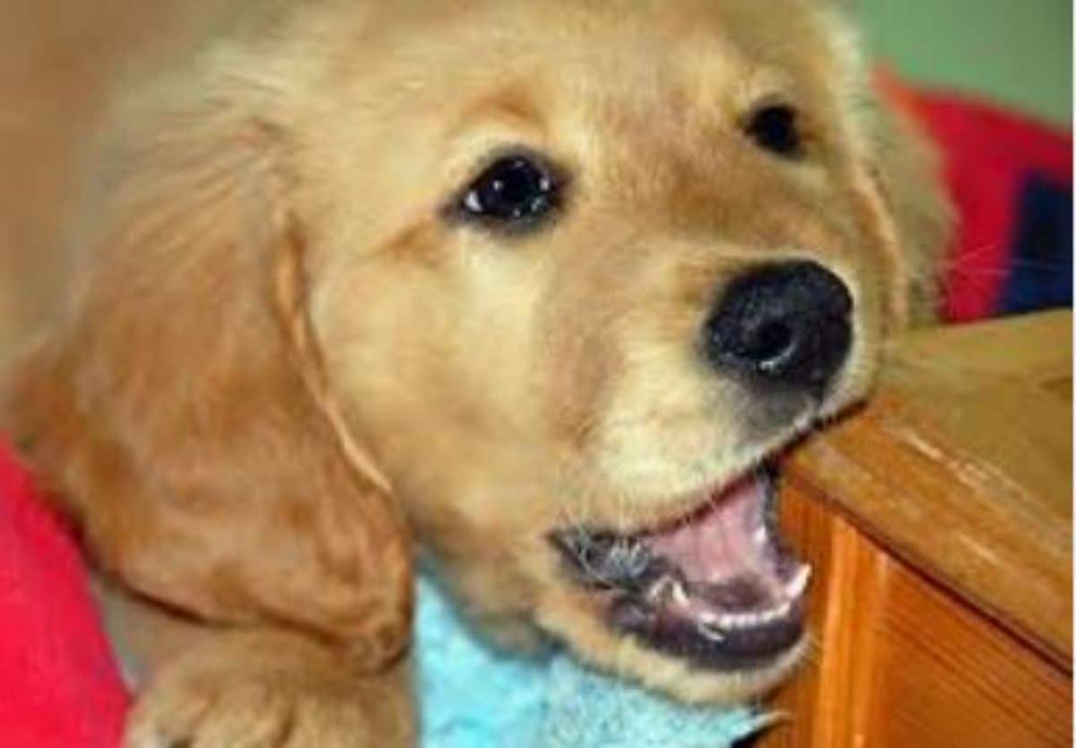 golden retriever puppy chewing on the edge of a brown wooden chest of drawers
