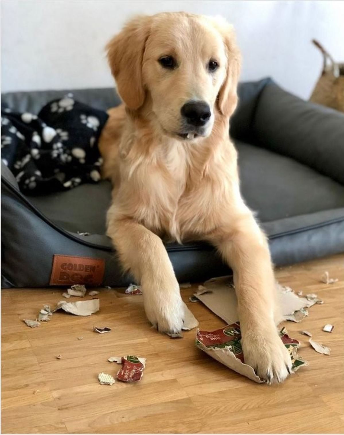 golden retriever puppy laying on a black dog bed with a ripped up cardboard box in front