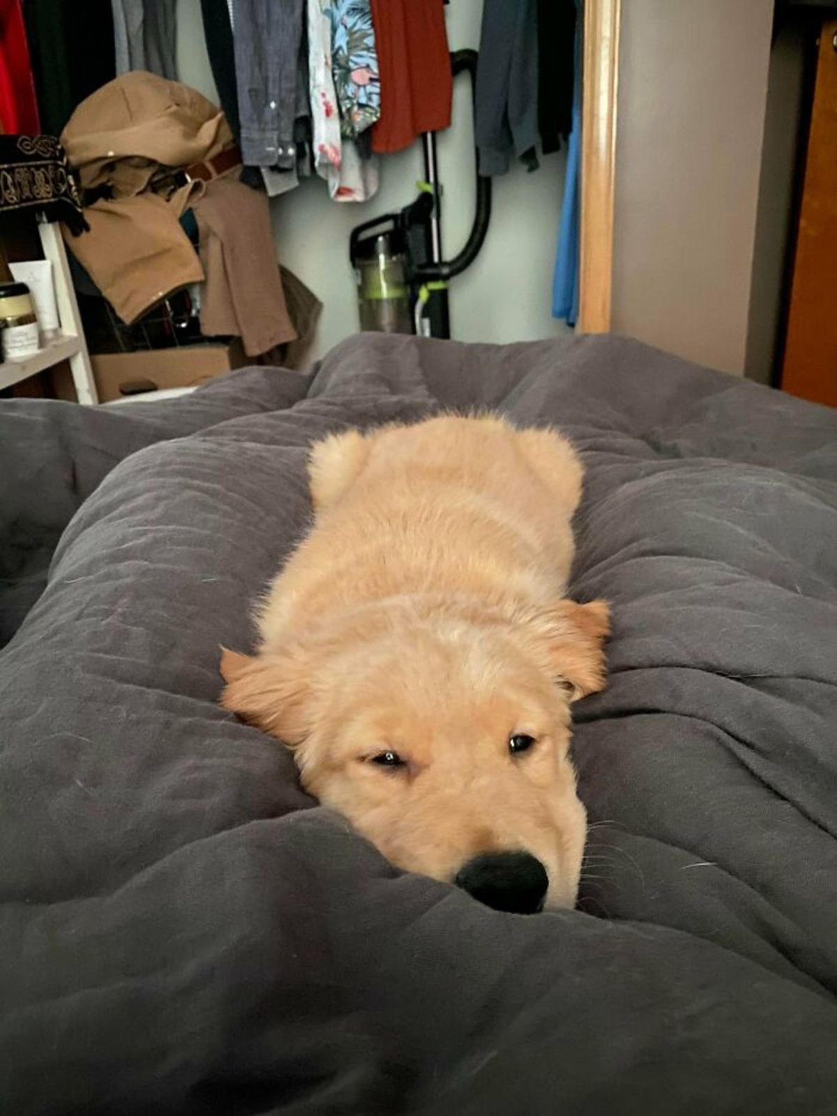 golden retriever puppy laying on a grey blanket on someone's legs