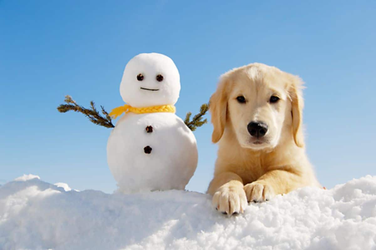 golden retriever puppy laying on snow next to a small snowman