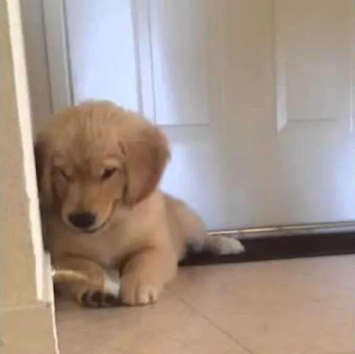 golden retriever puppy laying on the floor and looking angry at a doorstop