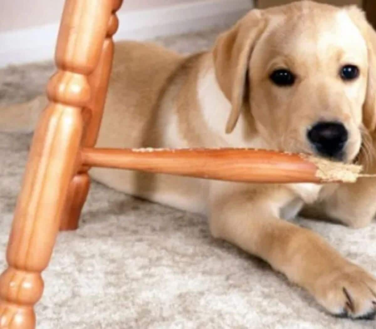golden retriever puppy laying on the floor next to a chewed up wooden chair leg