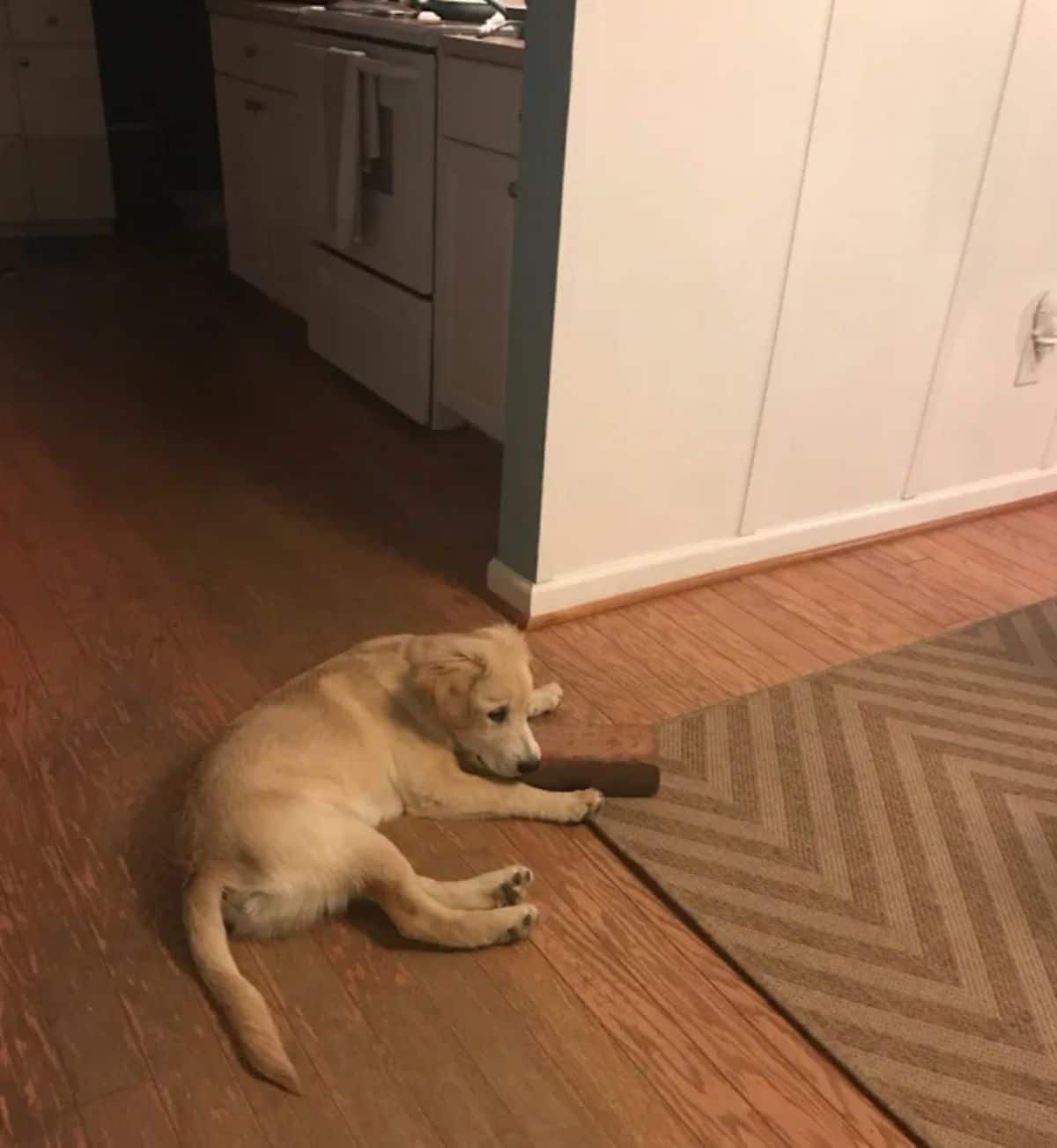 golden retriever puppy laying on the floor with a red brick