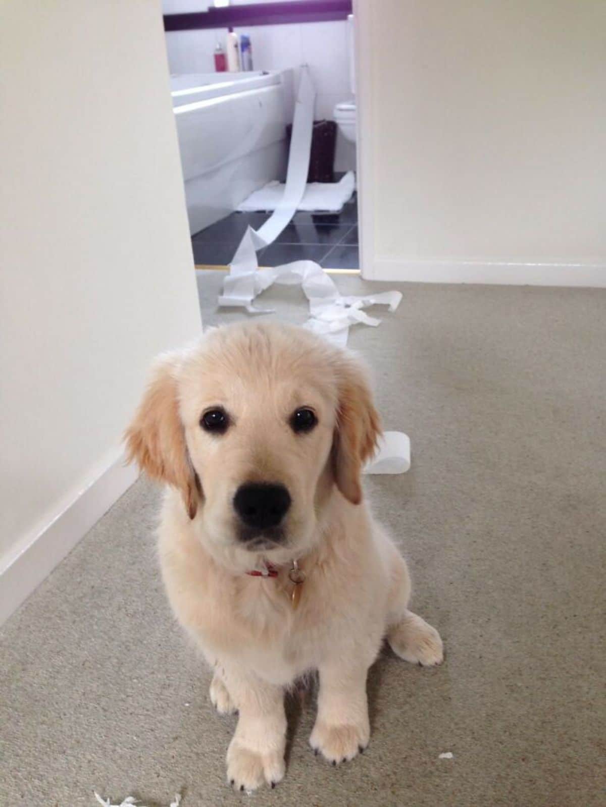 golden retriever puppy sitting on the floor with a long line of toilet paper from the bathroom to the corridor