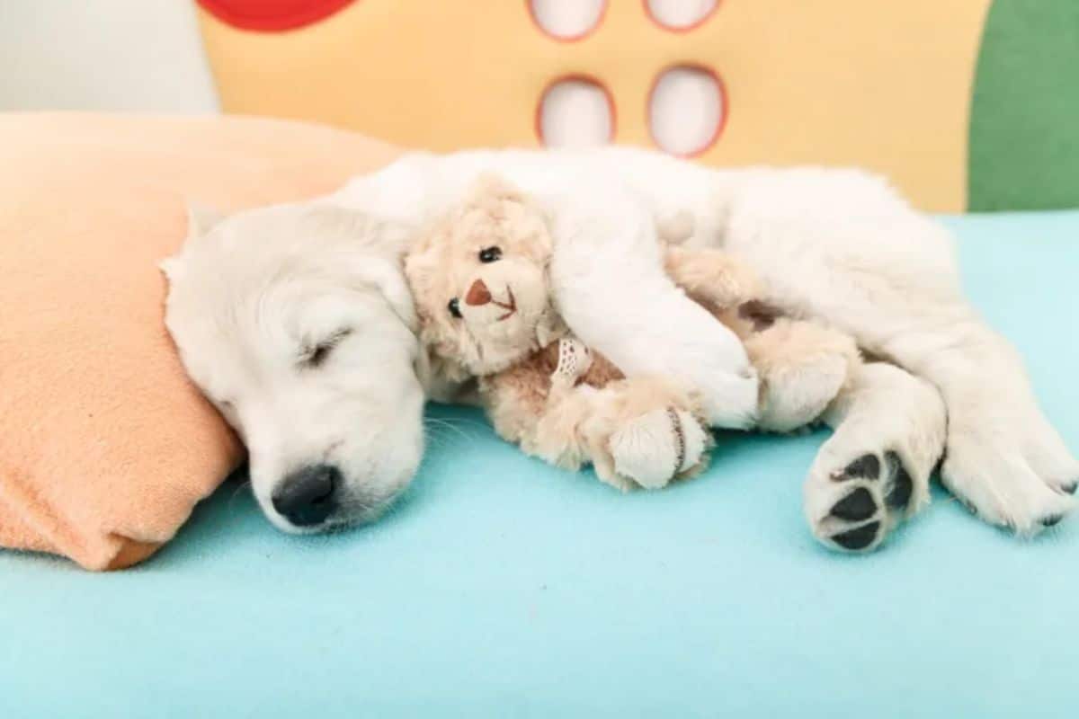 golden retriever puppy sleeping on blue bed and orange pillow cuddling a brown teddy bear