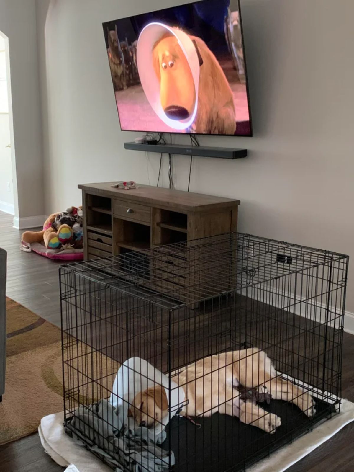 golden retriever puppy wearing cone of shame laying sideways in a black crate with a brown dog in a cone of shame on a tv