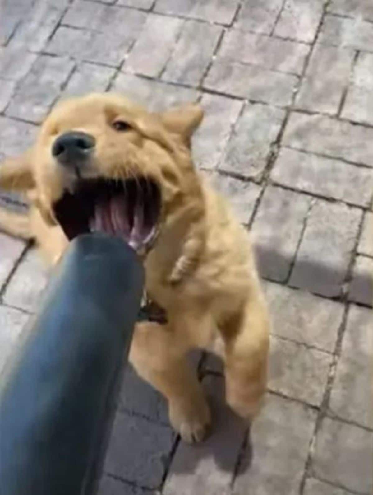 golden retriever puppy with a leaf blower in its face