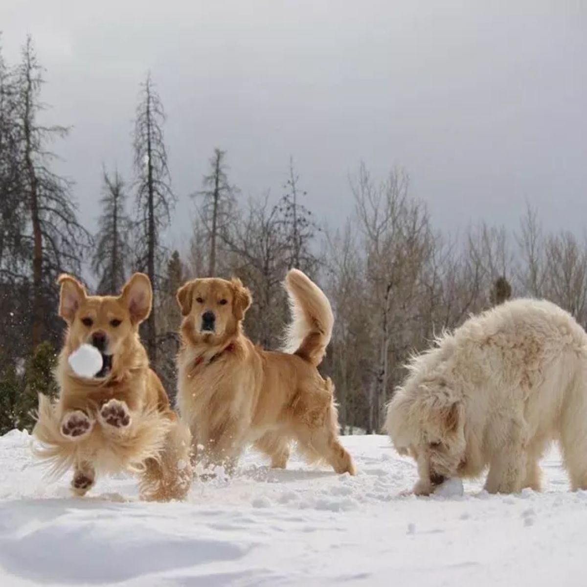 golden retriever running after a snowball with another watching and a brown golden doodle sniffing snow