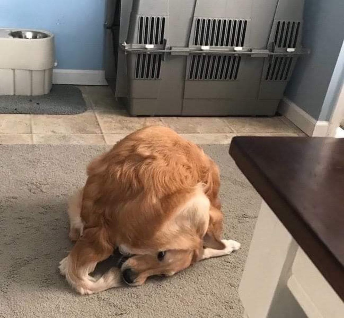 golden retriever sitting and reaching the head back to hold the tail in its mouth